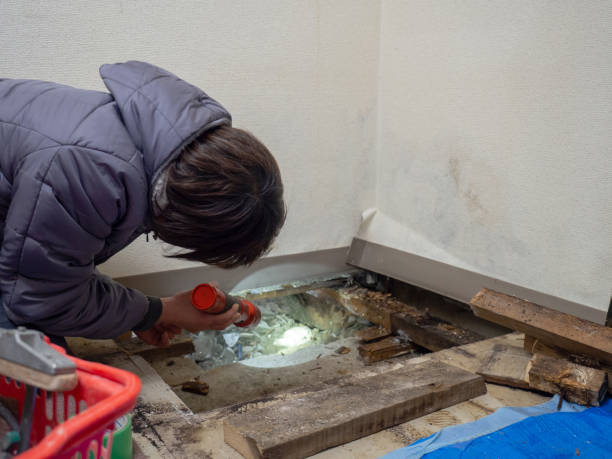 Best Mold Removal for HVAC Installations  in Hillsboro, WI