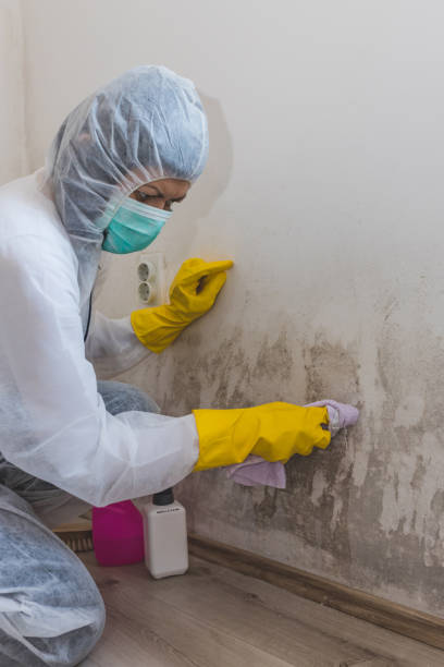 Best Mold-Related Health Consultation  in Hillsboro, WI