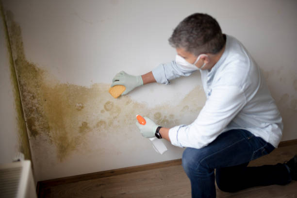Best Water Damage & Mold Remediation  in Hillsboro, WI