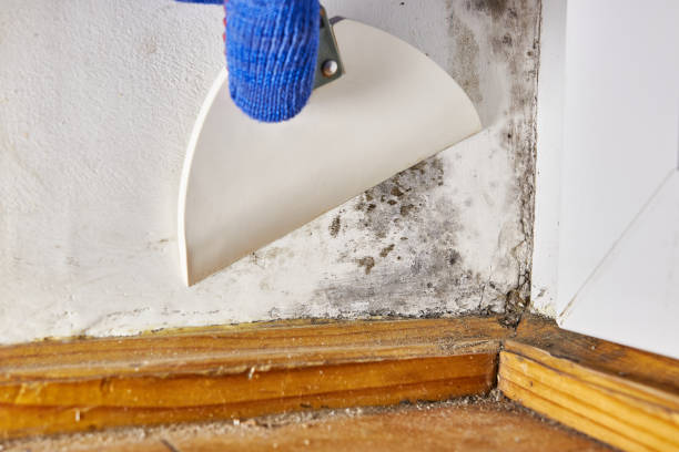 Mold Remediation for Vacation Homes in Hillsboro, WI